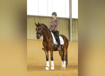 Poni alemán, Caballo castrado, 4 años, 149 cm