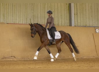 Poni alemán, Caballo castrado, 4 años, 149 cm, Castaño