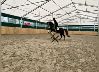 Poni alemán, Caballo castrado, 4 años, 149 cm, Tordo rodado