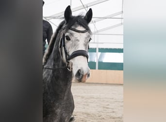 Poni alemán, Caballo castrado, 4 años, 149 cm, Tordo rodado