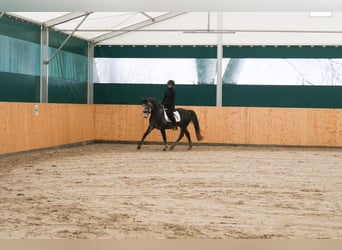 Poni alemán, Caballo castrado, 4 años, 149 cm, Tordo rodado