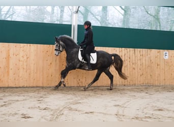 Poni alemán, Caballo castrado, 4 años, 149 cm, Tordo rodado