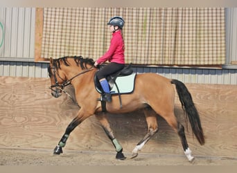 Poni alemán, Caballo castrado, 4 años, 150 cm, Bayo