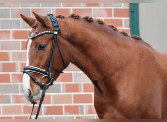 Poni alemán, Caballo castrado, 4 años, 150 cm