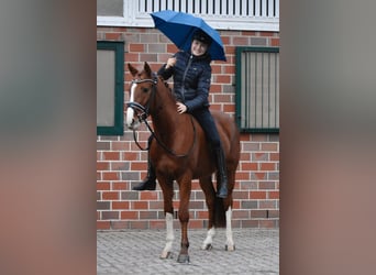 Poni alemán, Caballo castrado, 4 años, 150 cm