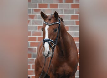 Poni alemán, Caballo castrado, 4 años, 150 cm