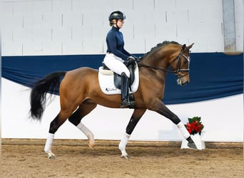 Poni alemán, Caballo castrado, 4 años, 150 cm, Castaño