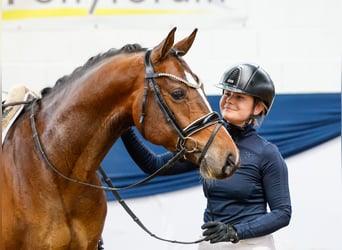 Poni alemán, Caballo castrado, 4 años, 150 cm, Castaño