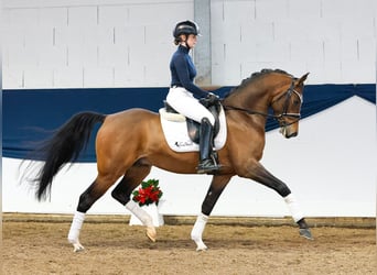 Poni alemán, Caballo castrado, 4 años, 150 cm, Castaño