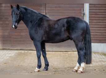 Poni alemán, Caballo castrado, 4 años, 150 cm, Negro