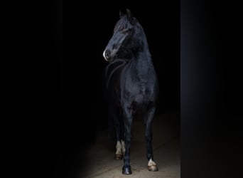 Poni alemán, Caballo castrado, 4 años, 150 cm, Negro