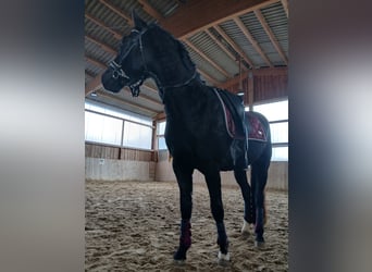 Poni alemán, Caballo castrado, 4 años, 150 cm, Negro