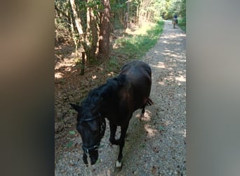 Poni alemán, Caballo castrado, 4 años, 150 cm, Negro