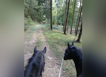 Poni alemán, Caballo castrado, 4 años, 150 cm, Negro