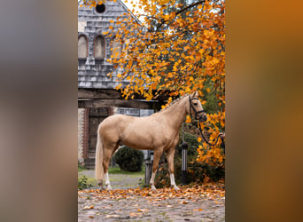 Poni alemán, Caballo castrado, 4 años, 150 cm, Palomino