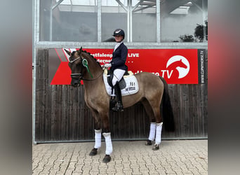 Poni alemán, Caballo castrado, 4 años, 151 cm, Bayo