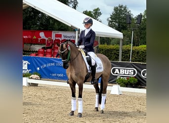 Poni alemán, Caballo castrado, 4 años, 151 cm, Bayo