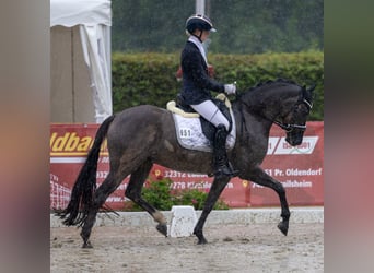 Poni alemán, Caballo castrado, 4 años, 151 cm, Bayo