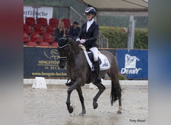 Poni alemán, Caballo castrado, 4 años, 151 cm, Bayo