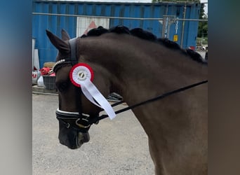 Poni alemán, Caballo castrado, 4 años, 151 cm, Bayo