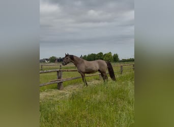 Poni alemán, Caballo castrado, 4 años, 152 cm, Bayo