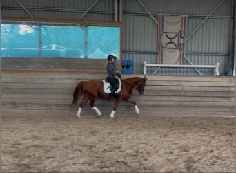 Poni alemán Mestizo, Caballo castrado, 4 años, 153 cm, Alazán