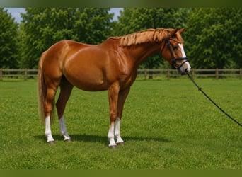 Poni alemán, Caballo castrado, 4 años, 153 cm, Alazán