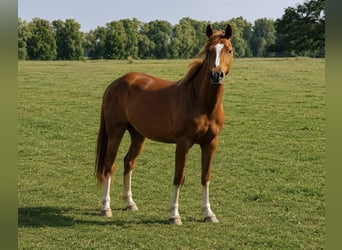Poni alemán, Caballo castrado, 4 años, 153 cm, Alazán