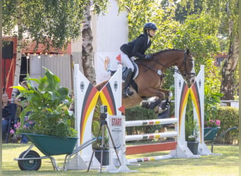 Poni alemán, Caballo castrado, 4 años, 153 cm, Castaño