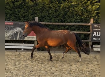 Poni alemán, Caballo castrado, 4 años, 153 cm, Castaño