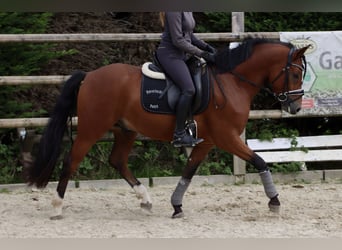 Poni alemán, Caballo castrado, 4 años, 153 cm, Castaño