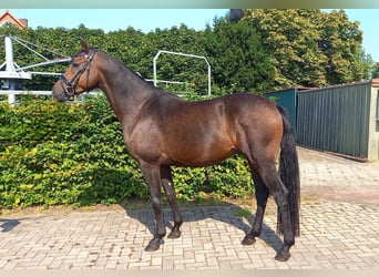 Poni alemán, Caballo castrado, 4 años, 153 cm, Castaño