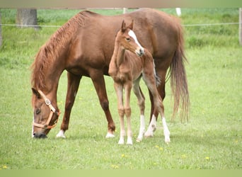 Poni alemán, Caballo castrado, 4 años, 153 cm, Castaño