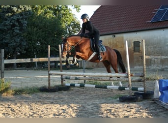 Poni alemán, Caballo castrado, 4 años, 153 cm, Castaño