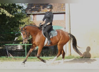 Poni alemán, Caballo castrado, 4 años, 153 cm, Castaño