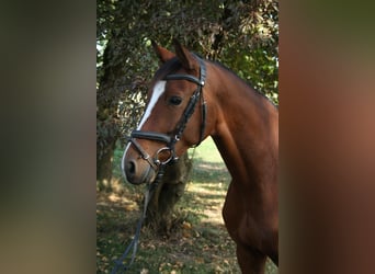Poni alemán, Caballo castrado, 4 años, 153 cm, Castaño