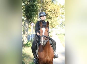 Poni alemán, Caballo castrado, 4 años, 153 cm, Castaño