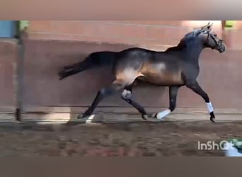 Poni alemán, Caballo castrado, 4 años, 153 cm, Castaño