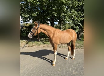 Poni alemán, Caballo castrado, 4 años, 154 cm, Alazán
