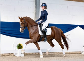Poni alemán, Caballo castrado, 4 años, 155 cm, Alazán-tostado