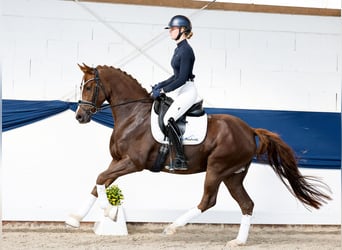 Poni alemán, Caballo castrado, 4 años, 155 cm, Alazán-tostado