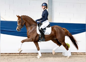 Poni alemán, Caballo castrado, 4 años, 155 cm, Alazán-tostado