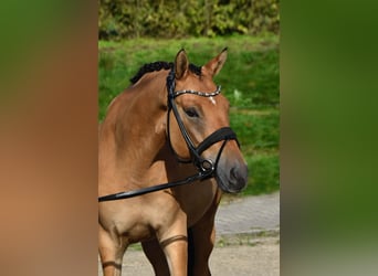 Poni alemán, Caballo castrado, 4 años, 155 cm, Bayo