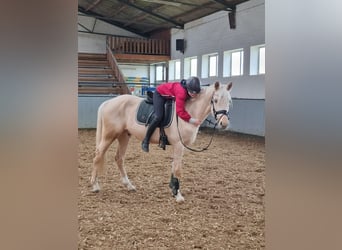 Poni alemán, Caballo castrado, 4 años, 155 cm, Palomino