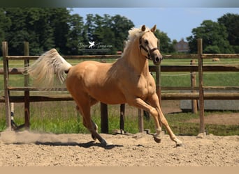 Poni alemán, Caballo castrado, 4 años, 155 cm, Palomino