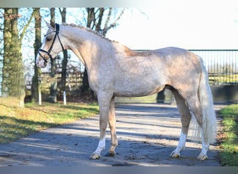 Poni alemán, Caballo castrado, 4 años, 155 cm, Palomino