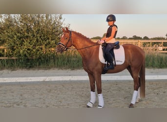 Poni alemán, Caballo castrado, 4 años, 156 cm, Alazán