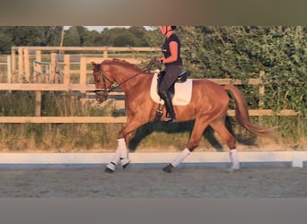 Poni alemán, Caballo castrado, 4 años, 156 cm, Alazán