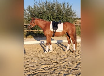 Poni alemán, Caballo castrado, 4 años, 156 cm, Alazán