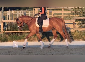Poni alemán, Caballo castrado, 4 años, 156 cm, Alazán